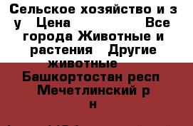 Сельское хозяйство и з/у › Цена ­ 2 500 000 - Все города Животные и растения » Другие животные   . Башкортостан респ.,Мечетлинский р-н